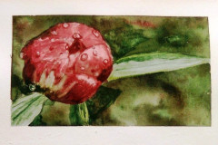 Aquarelle-2022-202301