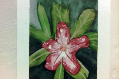 Aquarelle-2022-202318