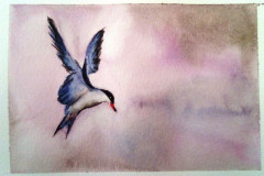 Stage-Les-oiseaux-a-laquarelle-2021-202215