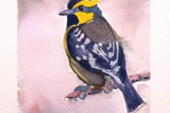 Stage-Les-oiseaux-a-laquarelle-2021-202216
