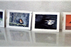 Stage-Les-oiseaux-a-laquarelle-2021-202220