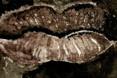 Aquarelle-2024-202508