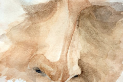 Aquarelle-2024-202546