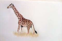 1_Dessin-2023-2024042