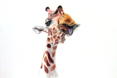 1_Dessin-2023-2024114