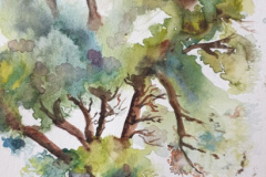 Stage-les-arbres-octobre-202420
