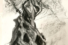 Stage-les-arbres-octobre-202431