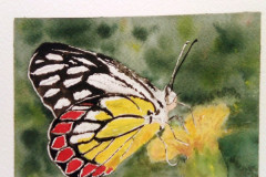 Papillon-et-ambiance-fleurie-aquarelle-avril-202305