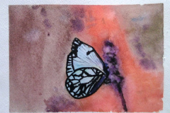 Papillon-et-ambiance-fleurie-aquarelle-avril-202307