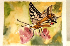 Papillon-et-ambiance-fleurie-aquarelle-avril-202310