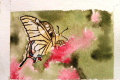 Papillon-et-ambiance-fleurie-aquarelle-avril-202313