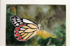 Papillon-et-ambiance-fleurie-aquarelle-avril-202316