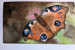 Papillon-et-ambiance-fleurie-aquarelle-avril-202320