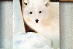 Stage-Les-animaux-et-la-neige-Fevrier-202216