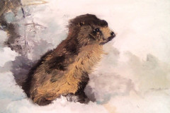 Stage-Les-animaux-et-la-neige-Fevrier-202221