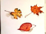 Stages Aquarelle - Feuilles d'automne - octobre 2022